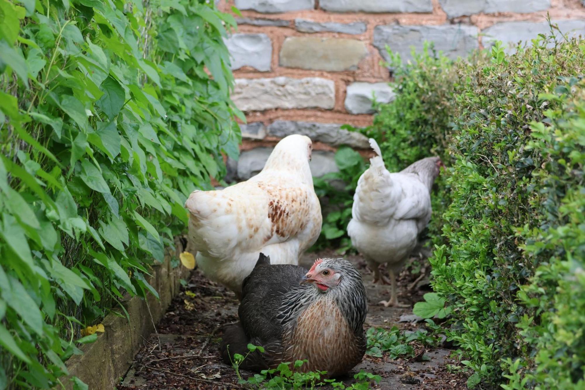 Tranquil And Cosy Cottage On The Somerset Levels بريدجواتر المظهر الخارجي الصورة
